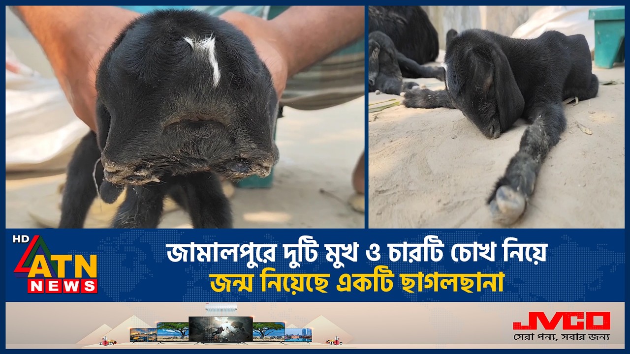 জামালপুরে দুটি মুখ ও চারটি চোখ নিয়ে জন্ম নিয়েছে একটি ছাগলছানা | Baby Goat | Two Faces | ATN News
