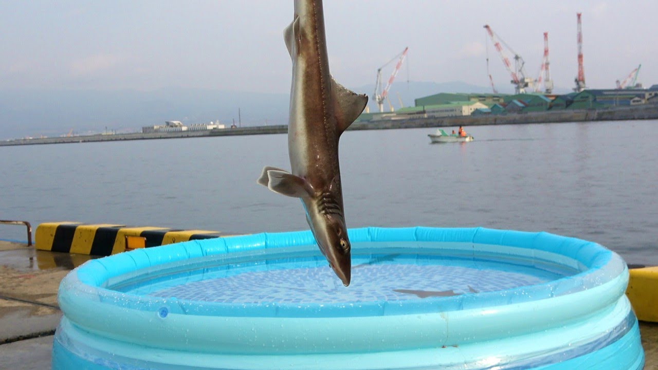 サメを釣ってプールに投入
