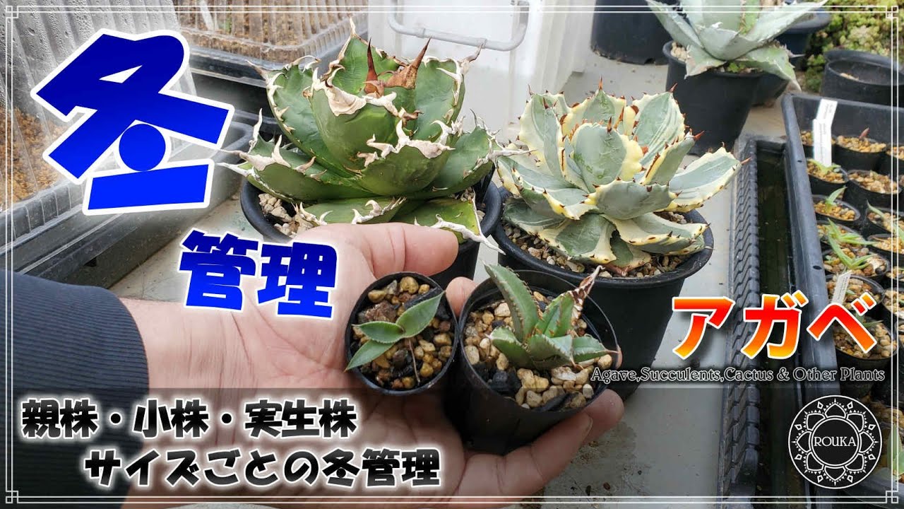 【アガベの冬管理/園芸】親株・小株・実生株・サイズごとの冬越し管理【Agave】【多肉植物】