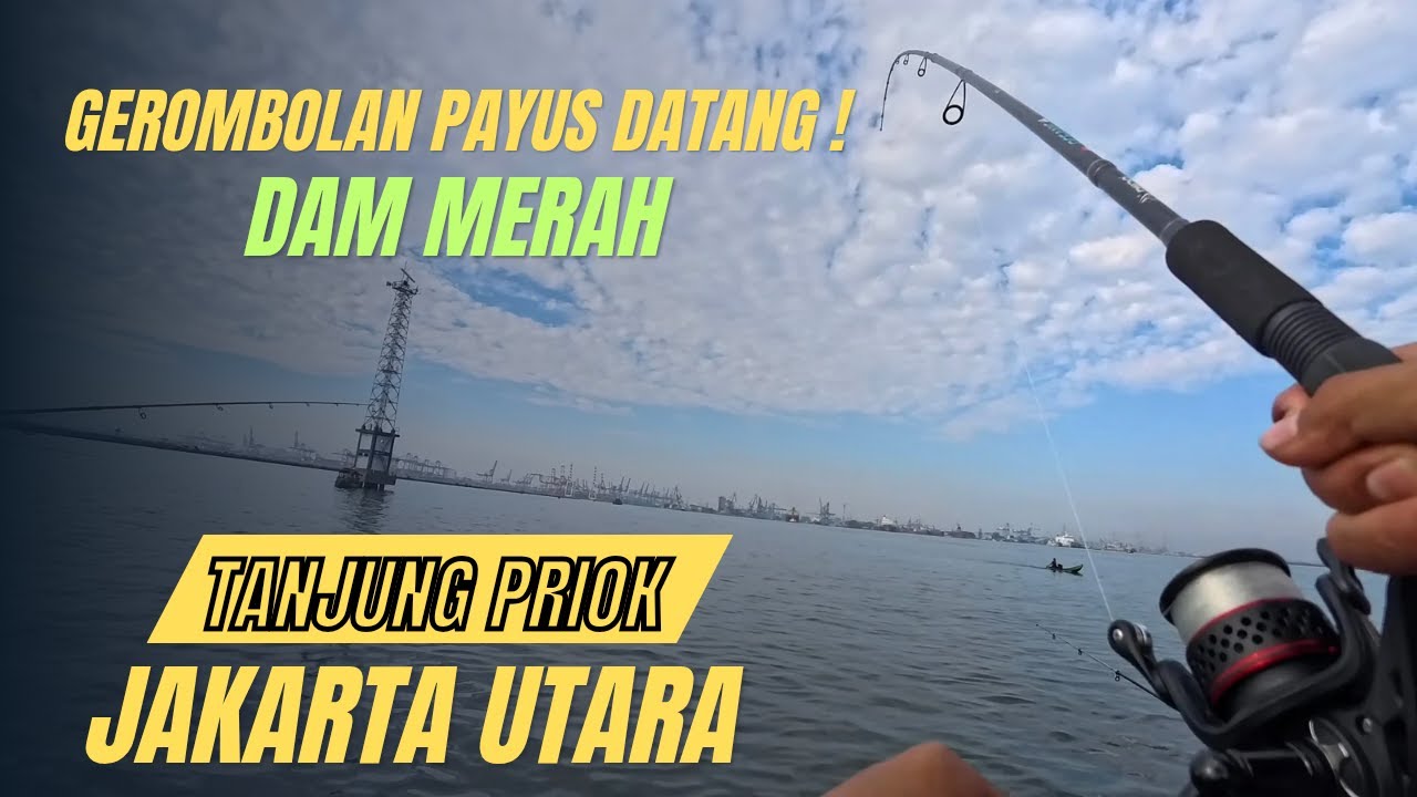 Gerombolan Ikan Payus Serbu Spot Dam Merah Tanjung Priok! | Strike Ramai-Ramai 🔥
