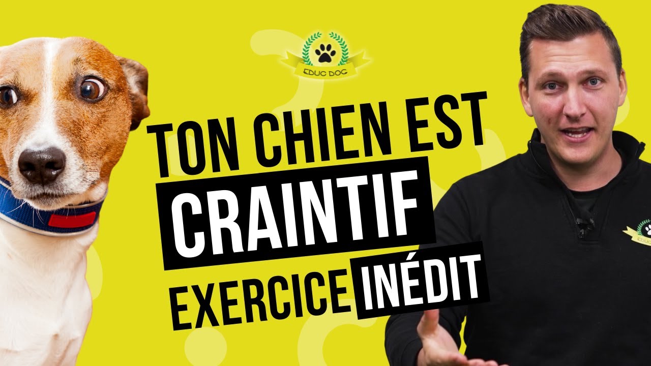 Comment L'aider à Être Moins Craintif Grâce à Cet Exercice Simple et Rapide !