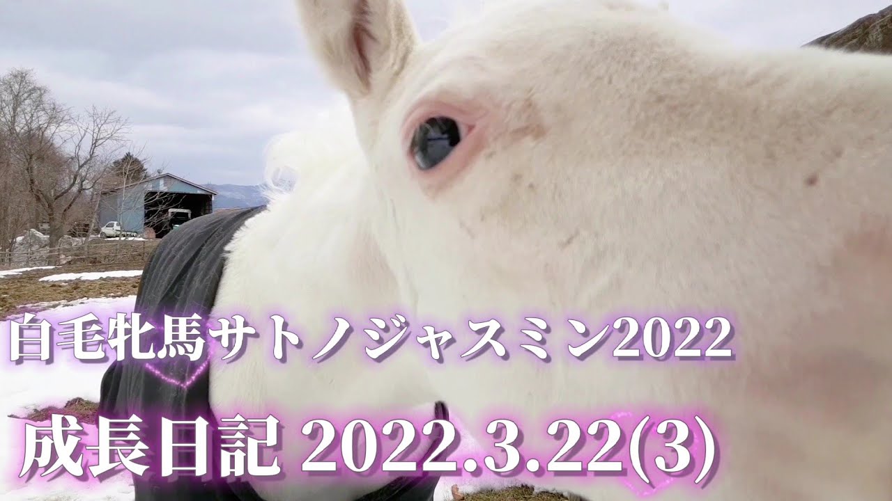 ゴージャス 白毛牝馬 サトノジャスミン 親子の『成長日記』2022.3.22(3)