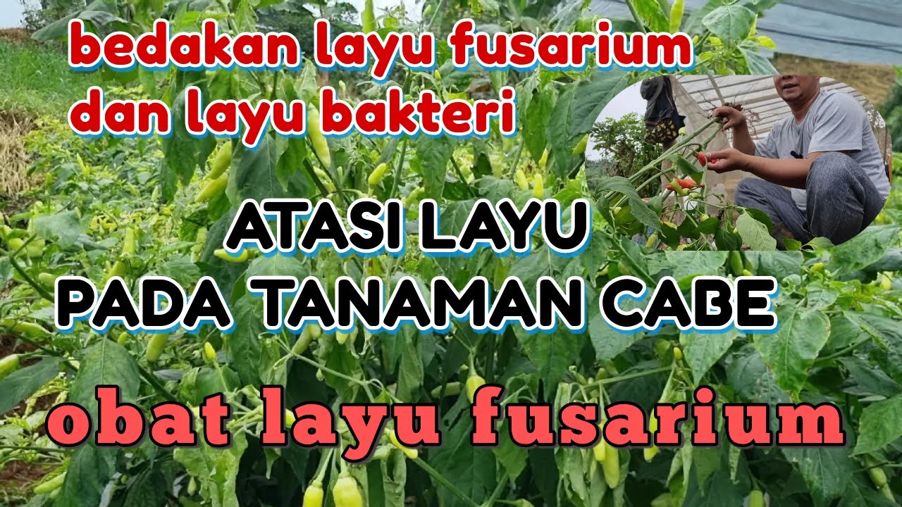 TERNYATA INILAH PENYEBAB DAN CARA MENGATASI LAYU FUSARIUM PADA TANAMAN CABE DAN OBAT LAYU PADA CABE