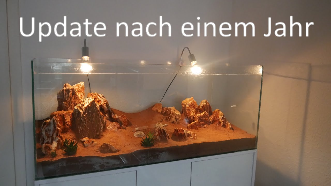 Update meines Epischen Wüstenbeckens und neue Ameisenart [4K]
