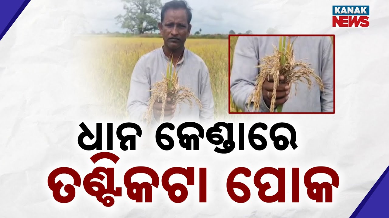 Crop Loss Due To Pest Infestation In Bargarh: Over 25 Farmers Affected In Deogaon Block