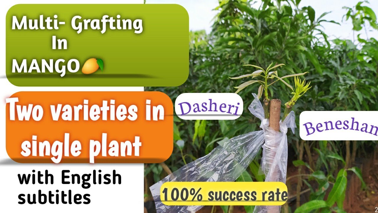 #Multiple mango grafting|multi grafting in mango trees|grafting mango trees|fruittrees|graftingplant
