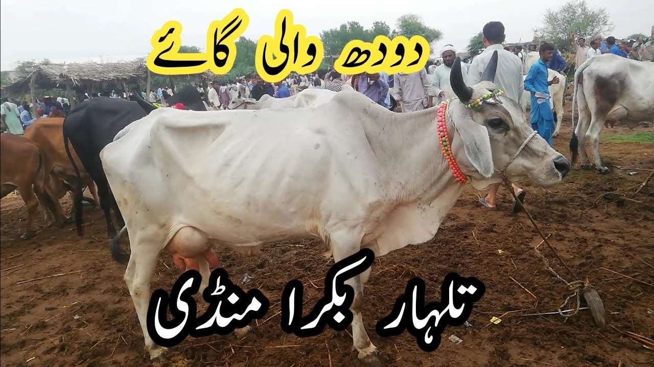 Doodh wali cow #talhar_bakra_mandi / / cow Mandi update