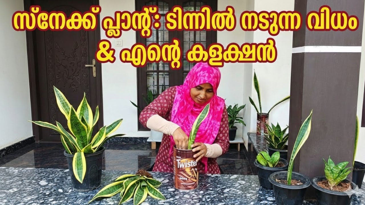 💯%free|വളരെ എളുപ്പത്തിൽ സ്‌നേക്ക്പ്ലാന്റ് വേരു പിടിപ്പിക്കാം| snake plant propagation|MasterMidha 