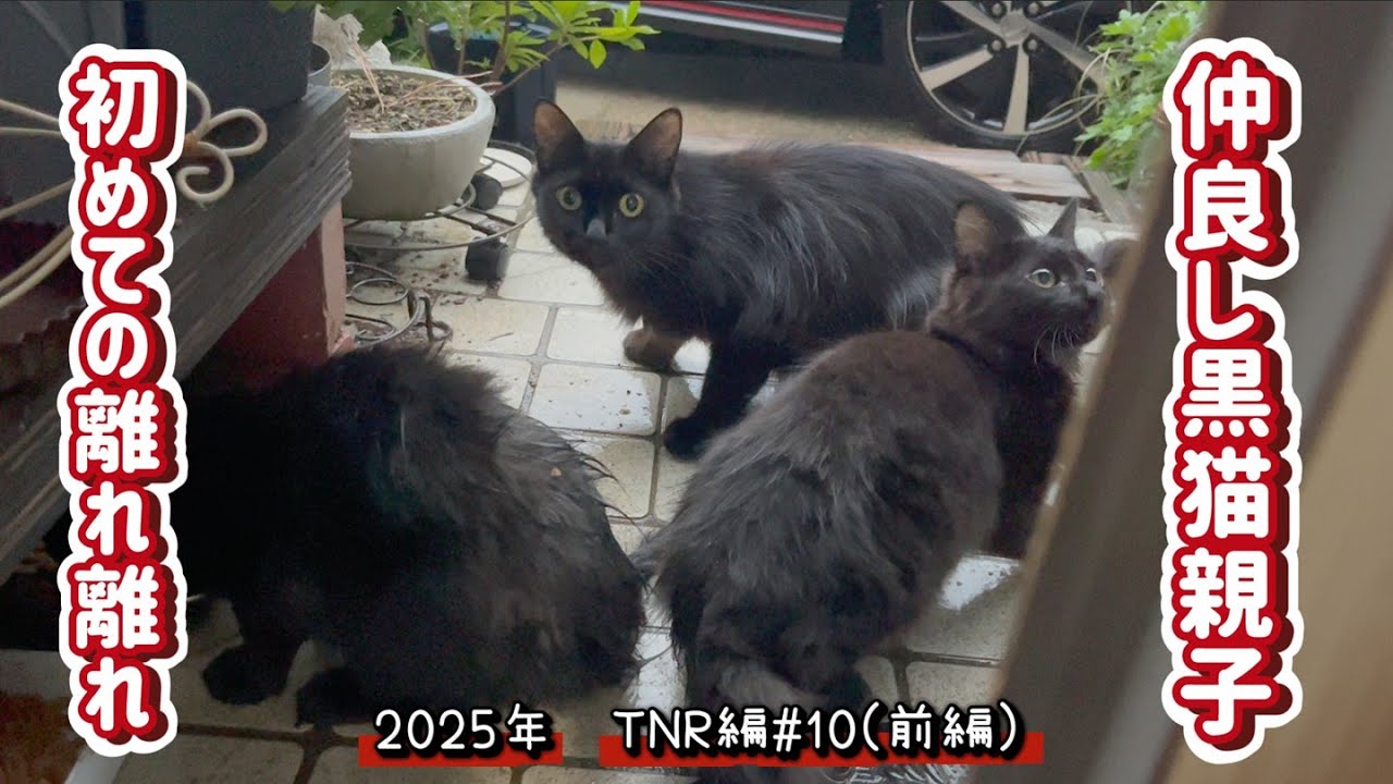 【保護猫】3匹の親子　捕獲します　2025年TNR編＃10