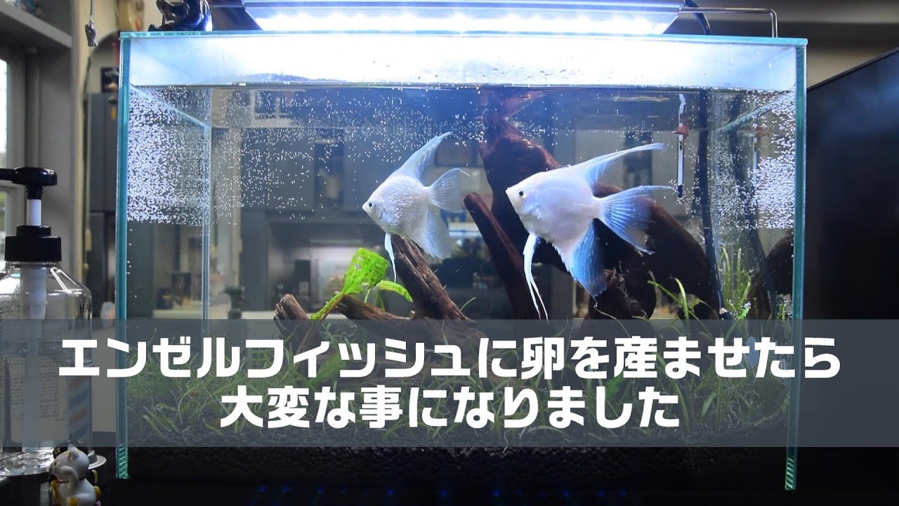 エンゼルフィッシュに卵を産ませたら大変な事になりました