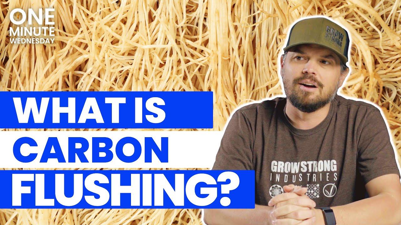 What is Carbon Flushing and Do I Need It? - OMW #6