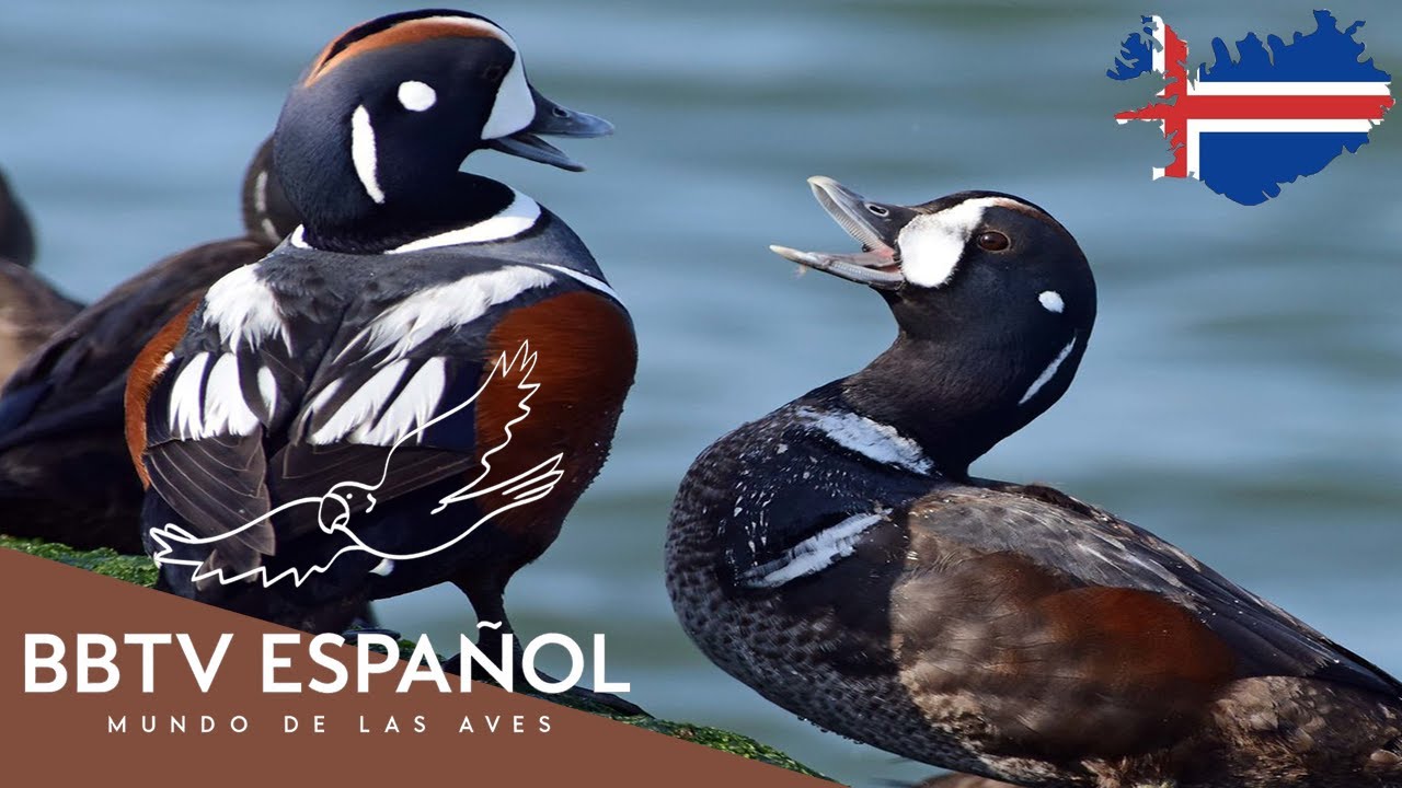 Aves de Islandia | Las Aves Más Hermosas de Islandia Que Nunca Has Visto | BBTV Español