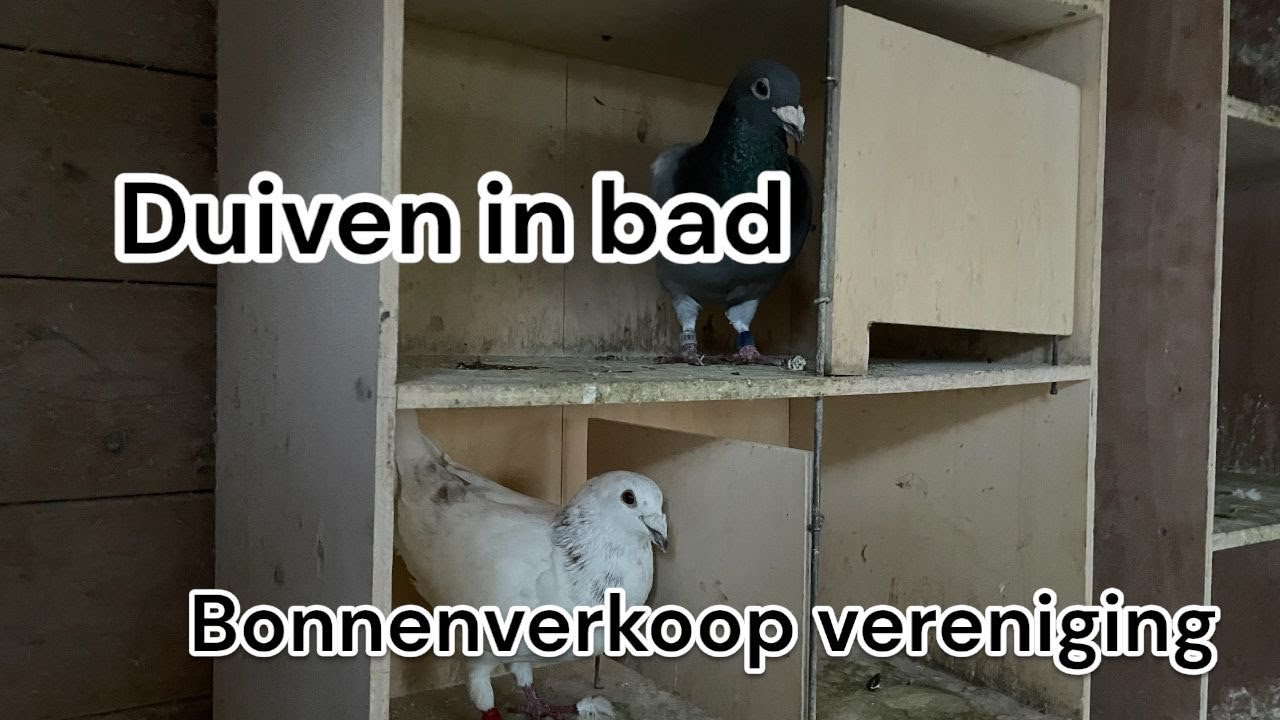 Duiven in bad | en de bonnenverkoop van de vereniging |  Postduiven |
