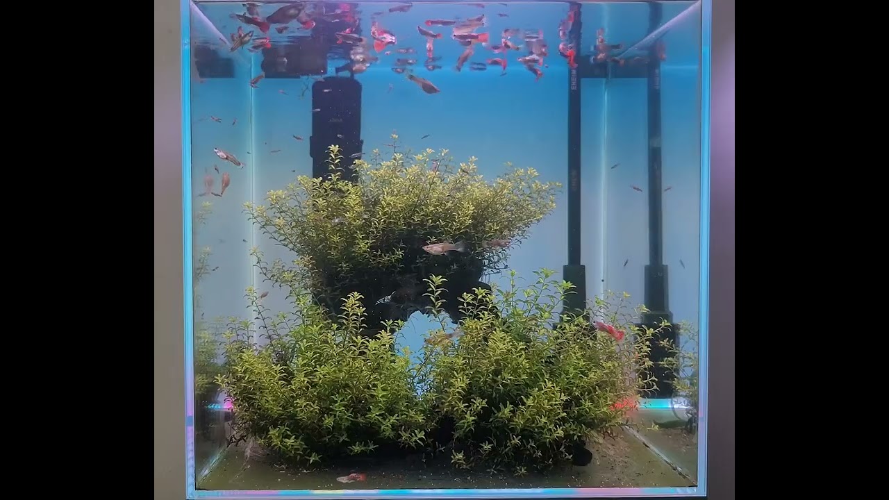 3/13 평화롭게 지내는 구피들 (HAPPY GUPPY