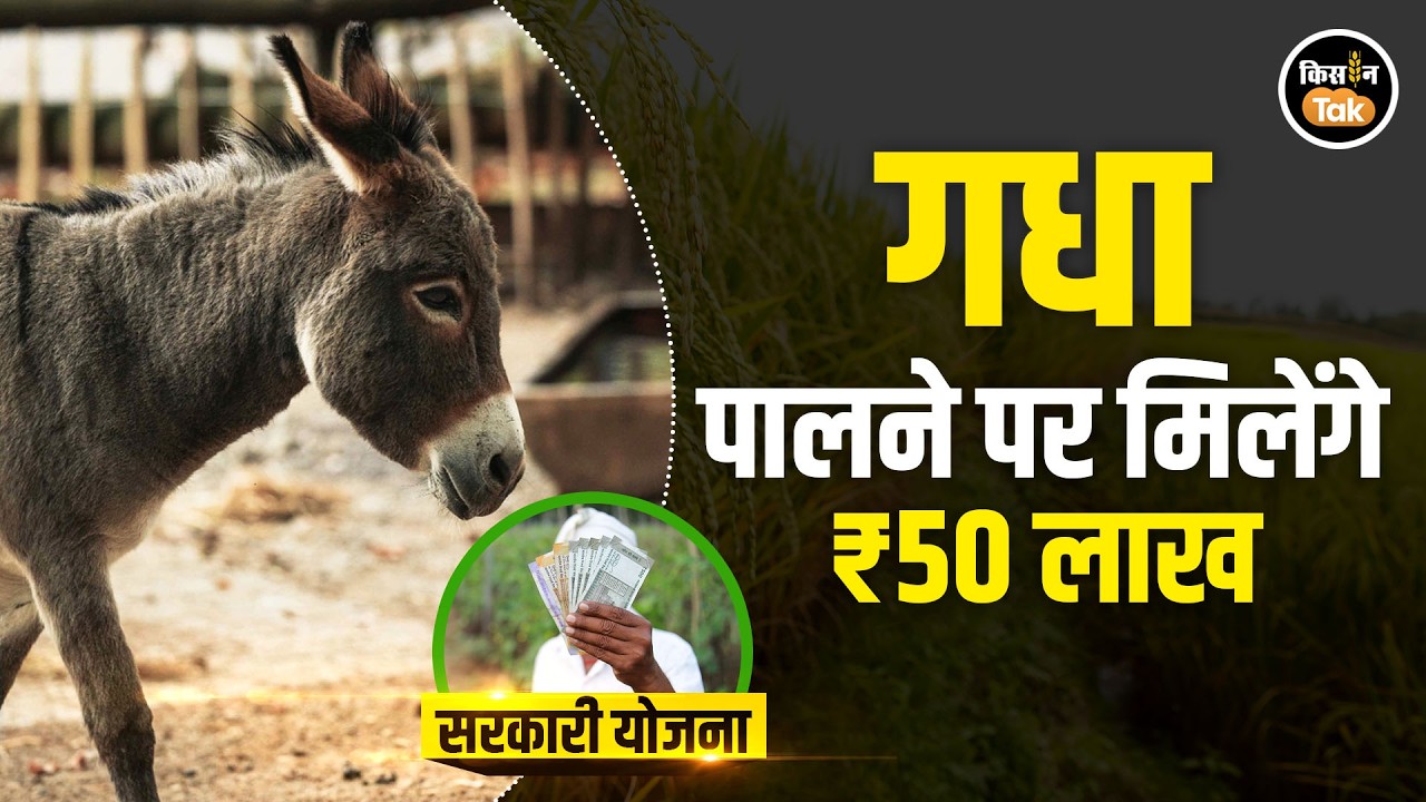 Donkey NLM Scheme: अब गधा पालन के लिए आधा करोड़ तक की सब्ससिडी दे रही सरकार, देखें कैसे लें फायदा