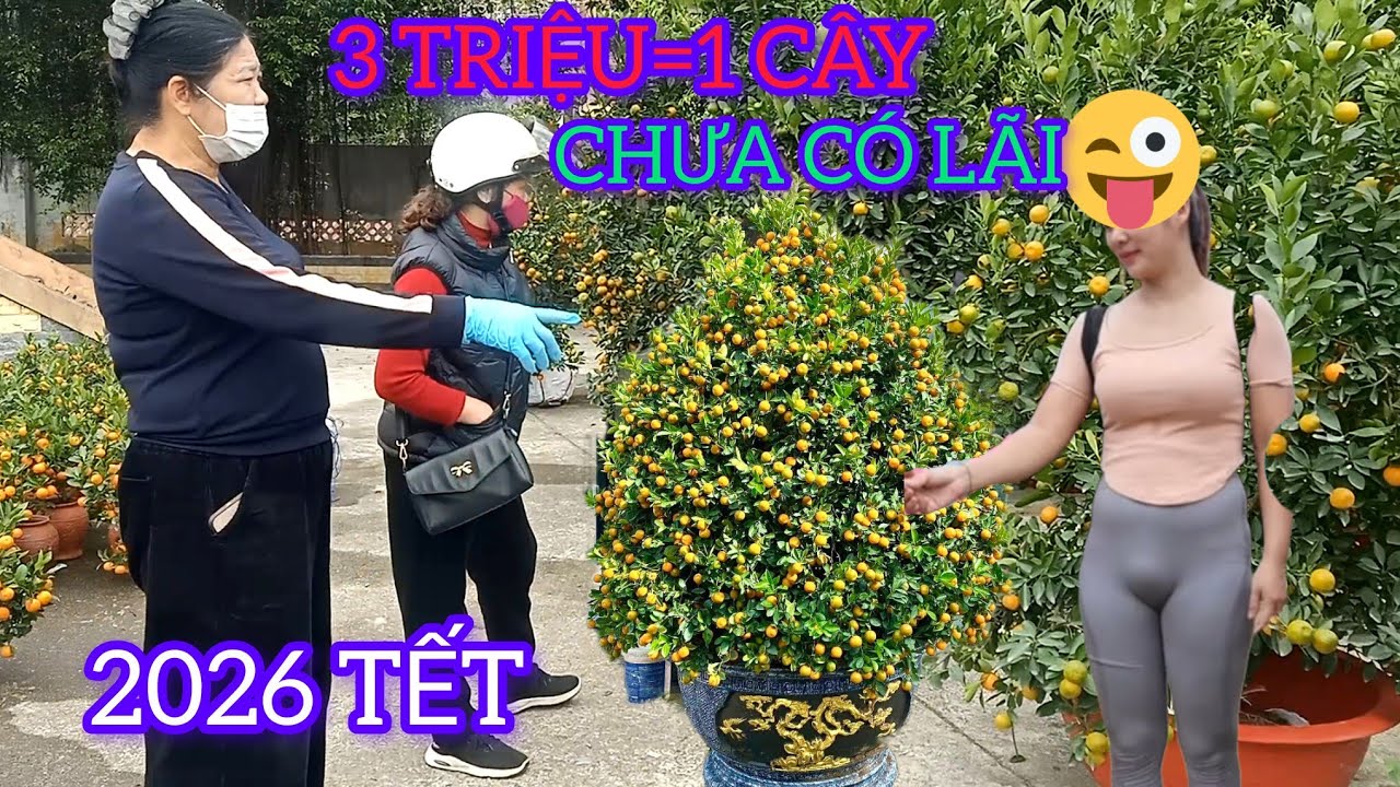 QUẤT VĂN GIANG 3 TRIỆU 1 CÂY VẪN CHƯA CÓ LÃI TẾT 2026 BÍNH NGỌ 