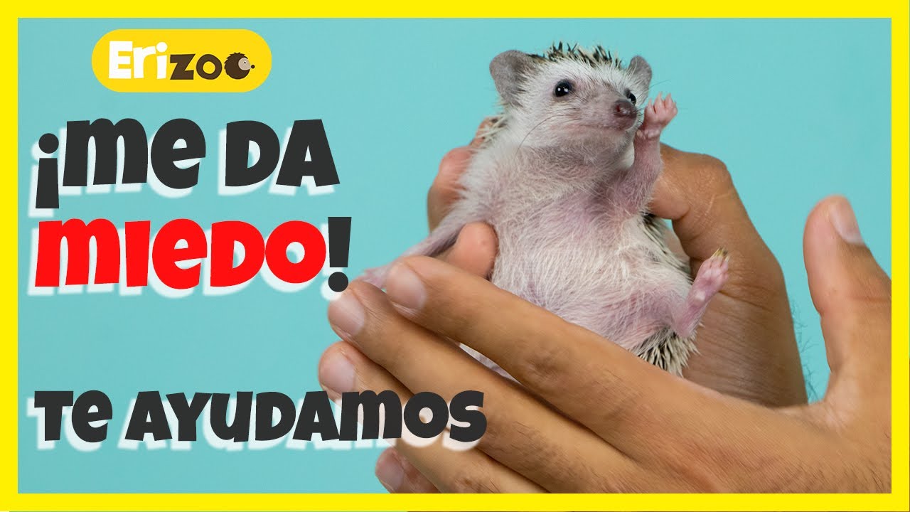 Compre un erizo pero me da miedo agarrarlo ¡AYUDA! | Erizoo México | Venta de Erizos  en México