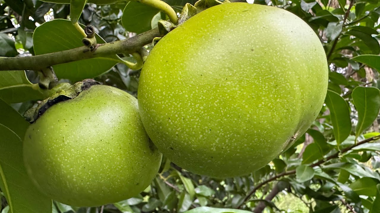 Black Sapote, Chocolate Pudding Fruit - Natural Farming - October 16, 2023