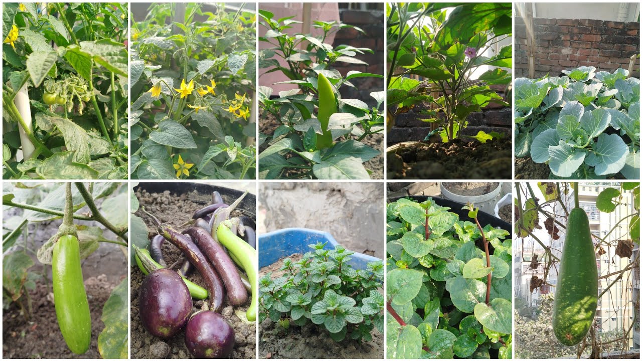 আমার ছাদ বাগানে কি কি গাছ আছে??  🥰🥰#ছাদকৃষি  #ছাদবাগান #লাউ #মরিচ #টমেটোচাষ #পুইশাক #বাধাকপি#বেগুন 