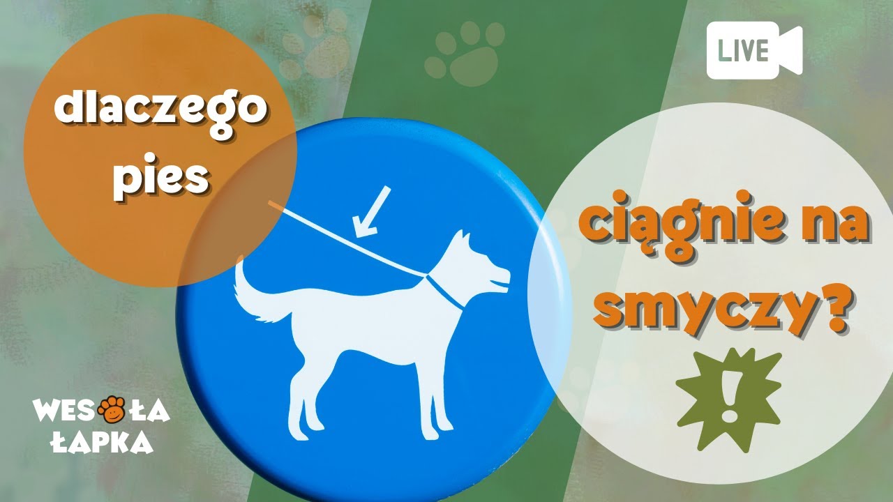Dlaczego pies ciągnie na smyczy