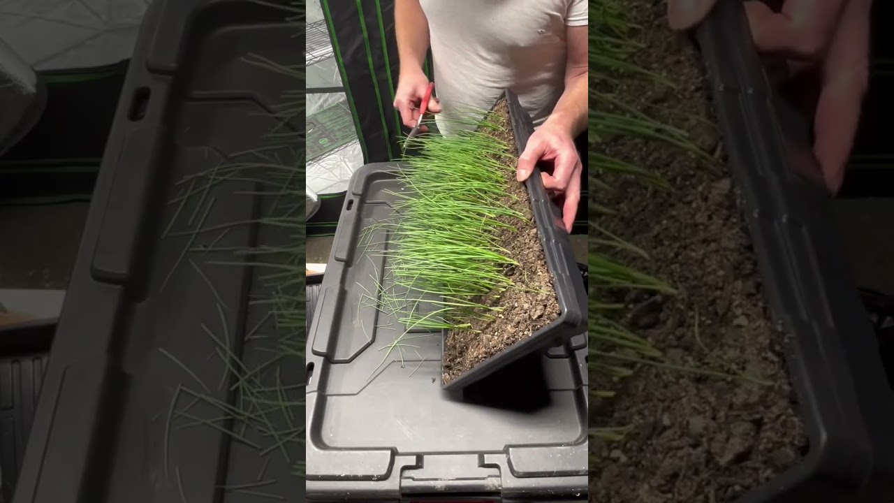 Keep Your Onion Seedlings Healthy By Doing THIS