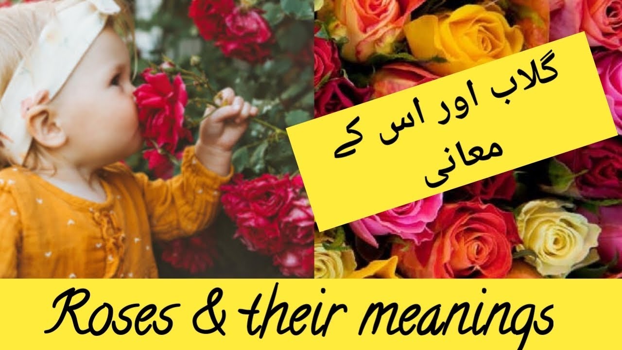 Roses and their colour meaning in urdu| flowers and their colours| secret of roses 🌹#trending #roses