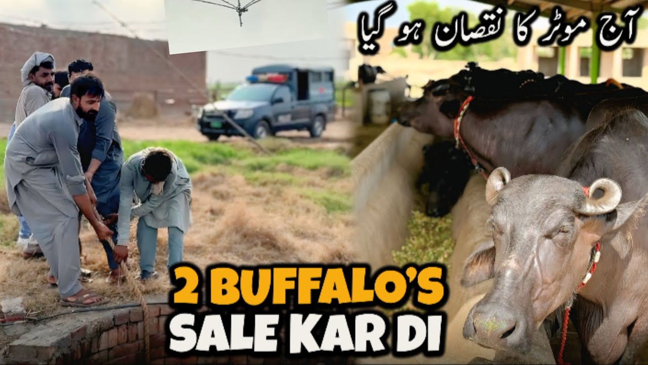 Aj 2 Buffalo's 🐃 Sale Kar Di | آج موٹر اور ٹرانسفارمر کا نقصان ہو گیا