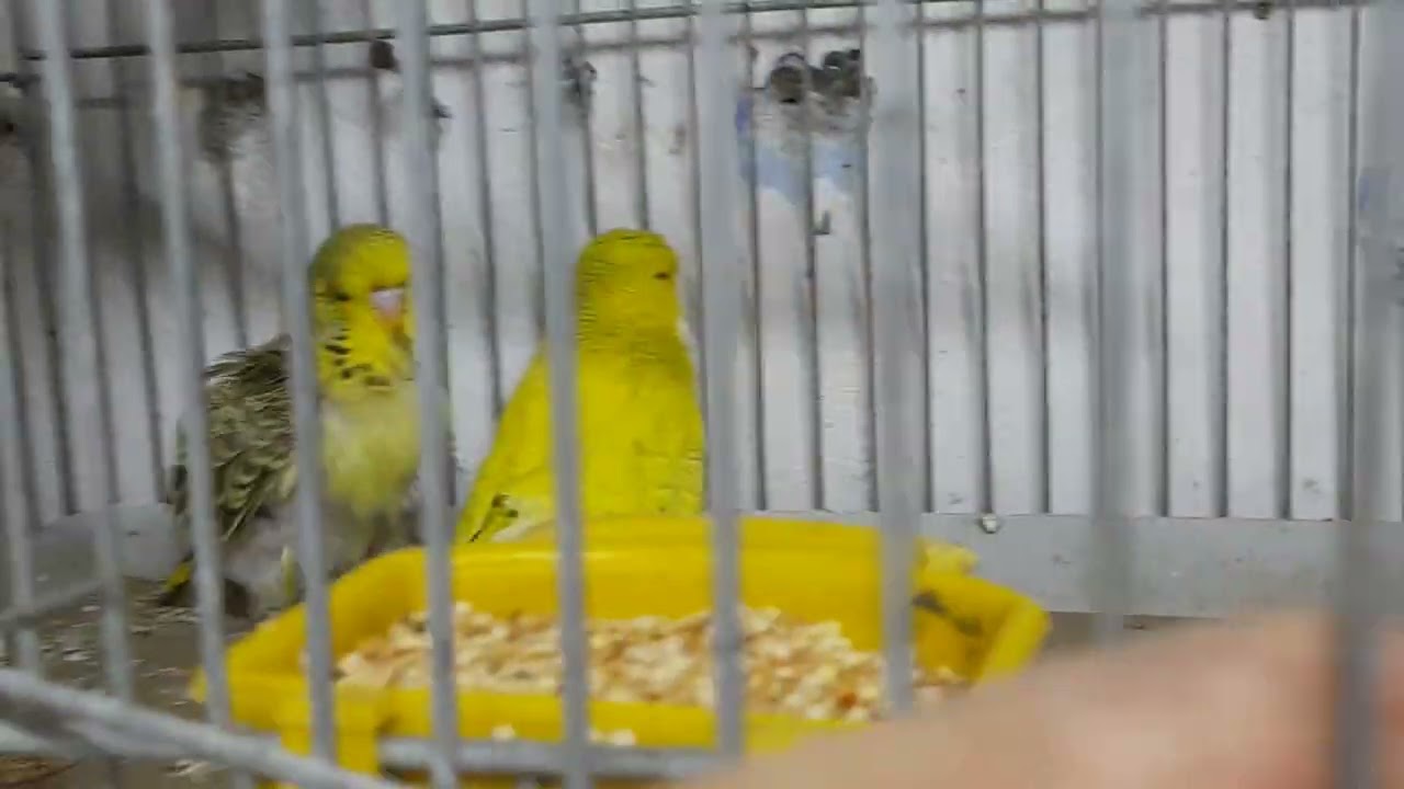 Probiyotik kullanımının önemi ve genel durum.