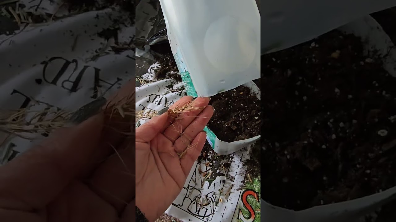 Start sowing native seeds in winter using milk jugs!