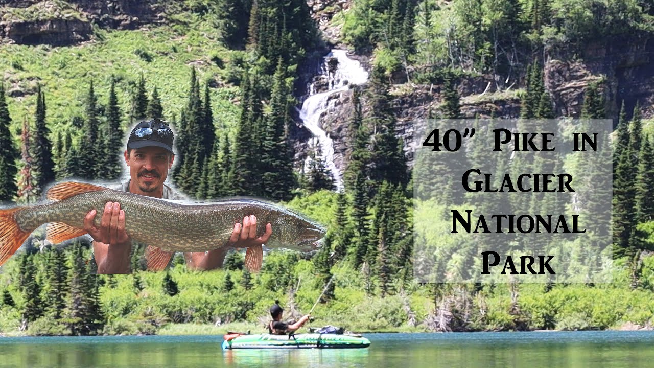 Glacier National Park Giant Northern Pike!