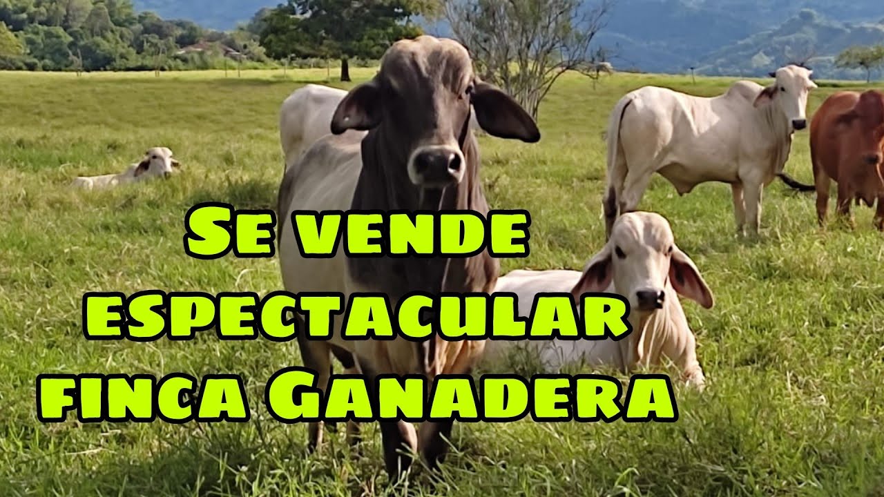 SE VENDE FINCA EN QUIMBAYA VIA ALCALÁ    Código. 5313943