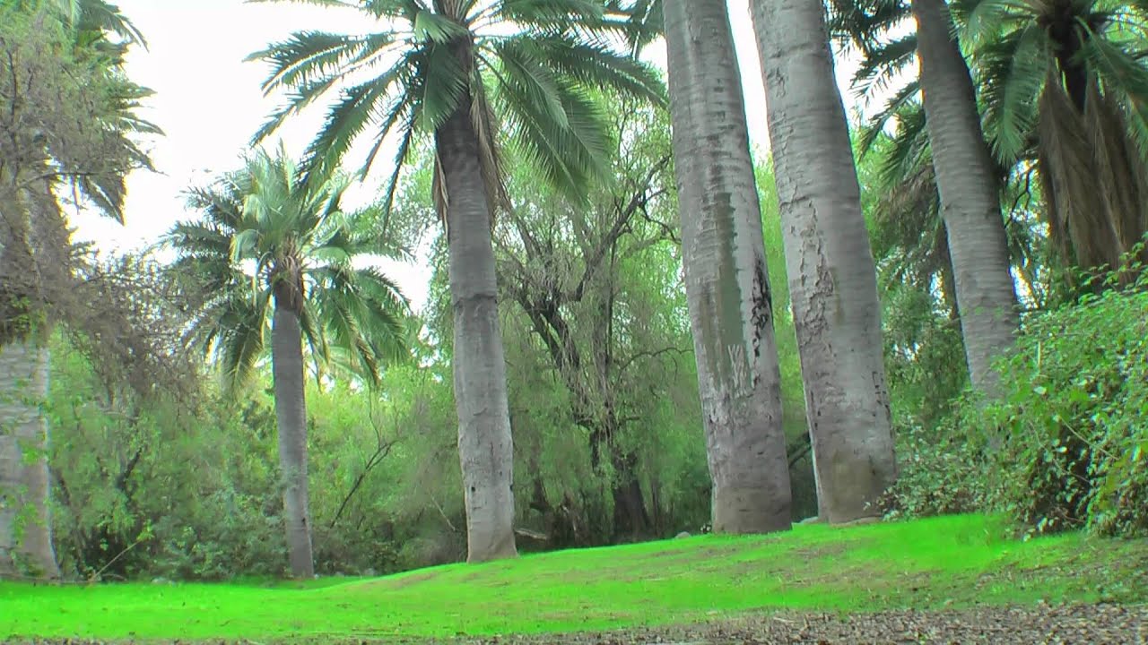 Palmas de Ocoa, Chile.