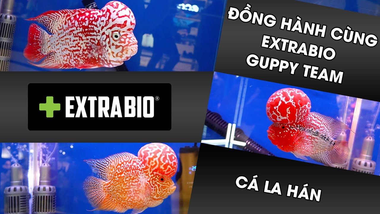 Cá LA HÁN - dòng cá HUYỀN THOẠI thi đấu tại cúp HOÀNG GIA THÁI LAN