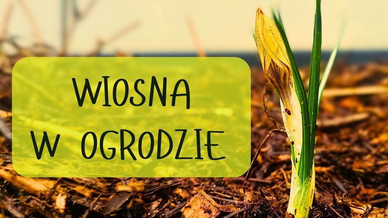 WIOSNA W OGRODZIE! PORZĄDKI NA RABATACH, CIĘCIE TRAW, POWOJNIKÓW, HORTRNSJI I RÓŻ!
