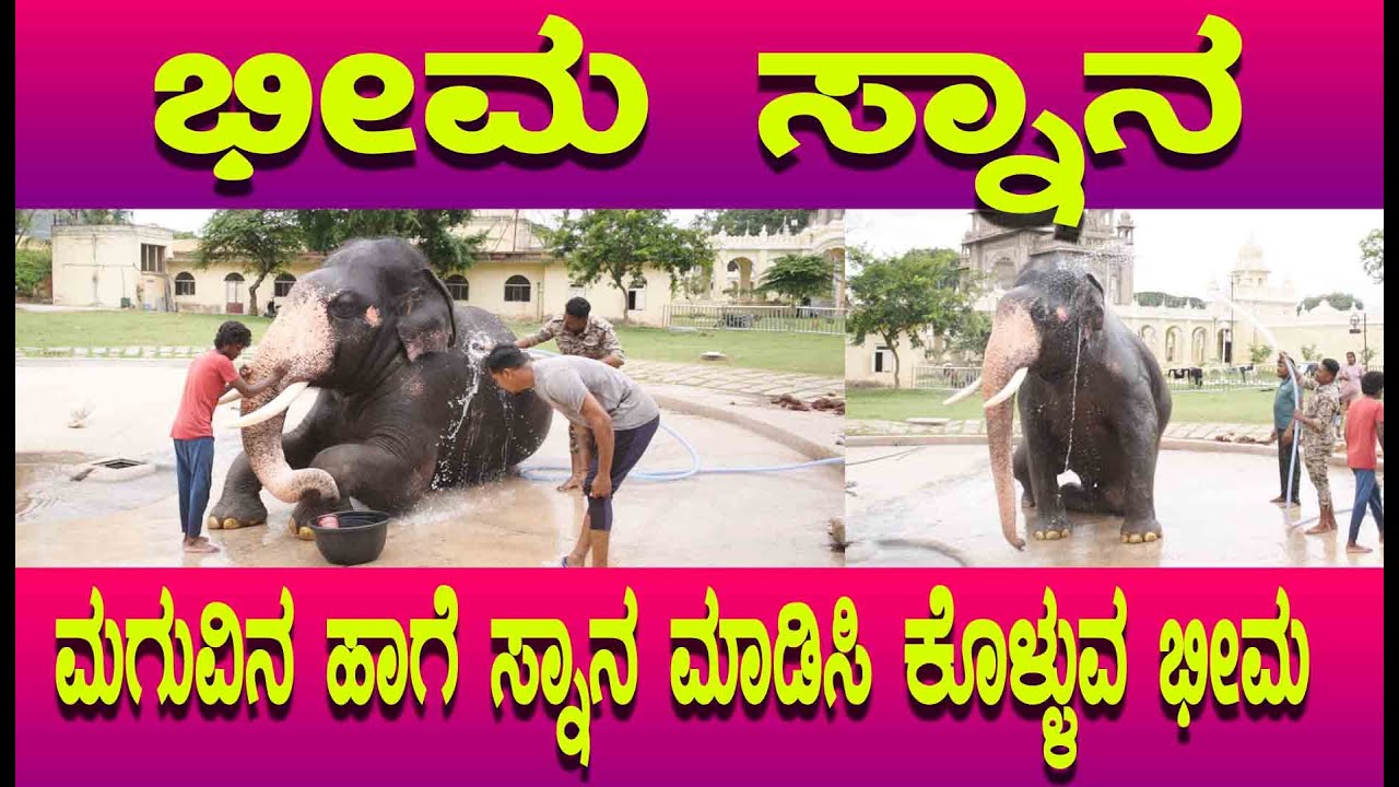Dasara 2025 ಭೀಮ ಆನೆಯನ್ನು ಆನೆಯ ಕಾವಡಿ ಹೇಗೆ ಸ್ನಾನ ಮಾಡಿಸುತ್ತಾರೆ ನೋಡಿ, ಈ ಮನಮೋಹಕ ದೃಶ್ಯ ನಿಮಗಾಗಿ