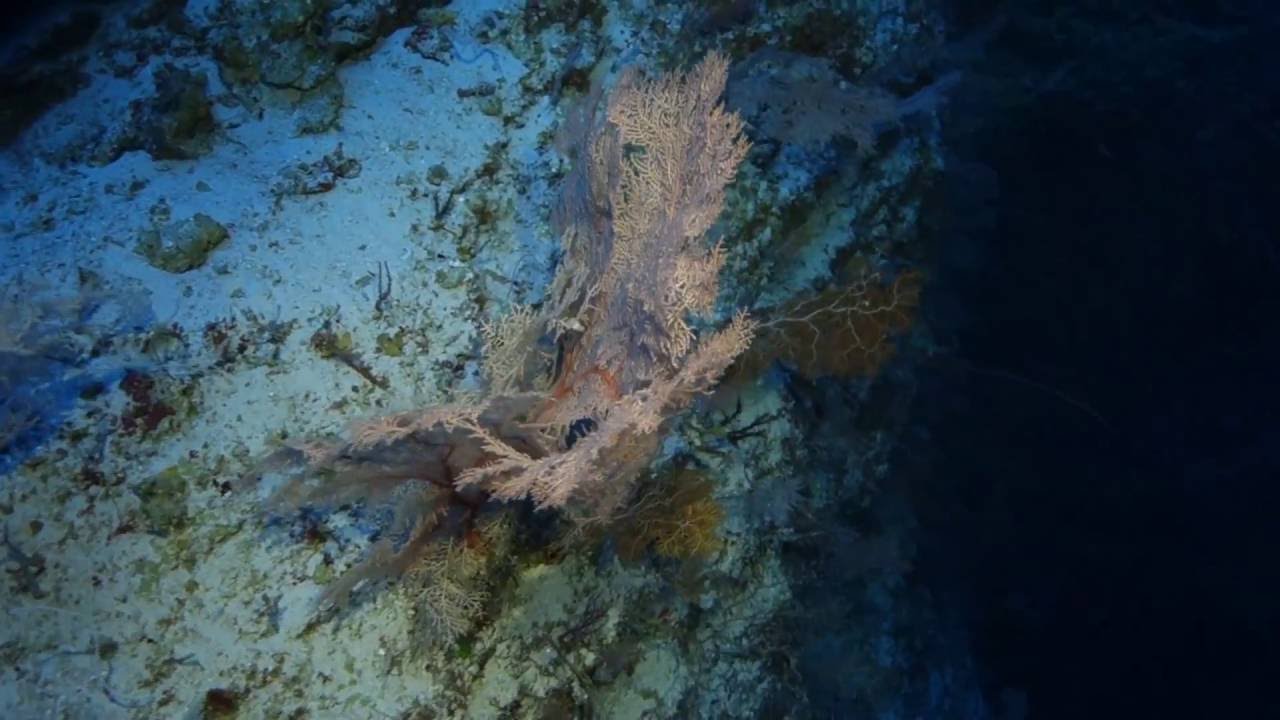 Ant Atoll Deep Wall 16 07 2016