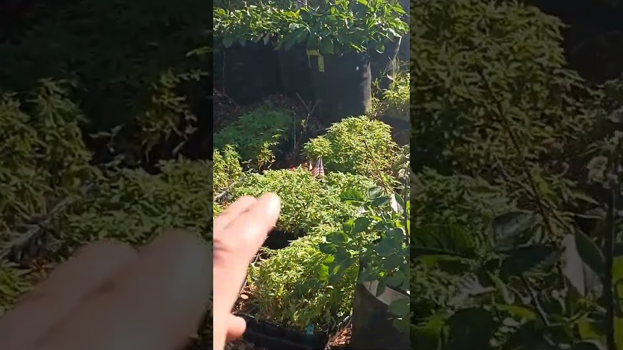 Bullet Proof Mold Proof Sativa Jack Herrera Cannabis Marijuana 20,000 seed Urban Farm Propagation