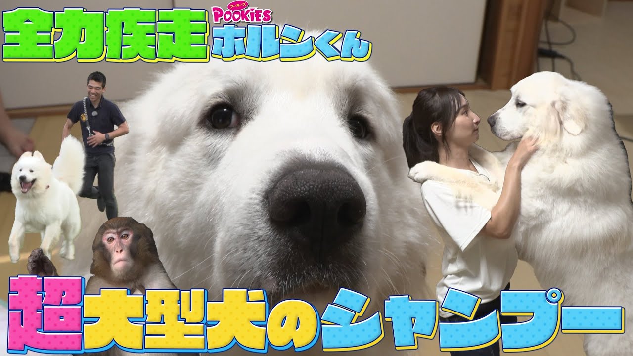 43kg大型犬とドッグラン＆乾くまで1時間!?シャンプーに挑戦【プーキーズ・ホルンくん】