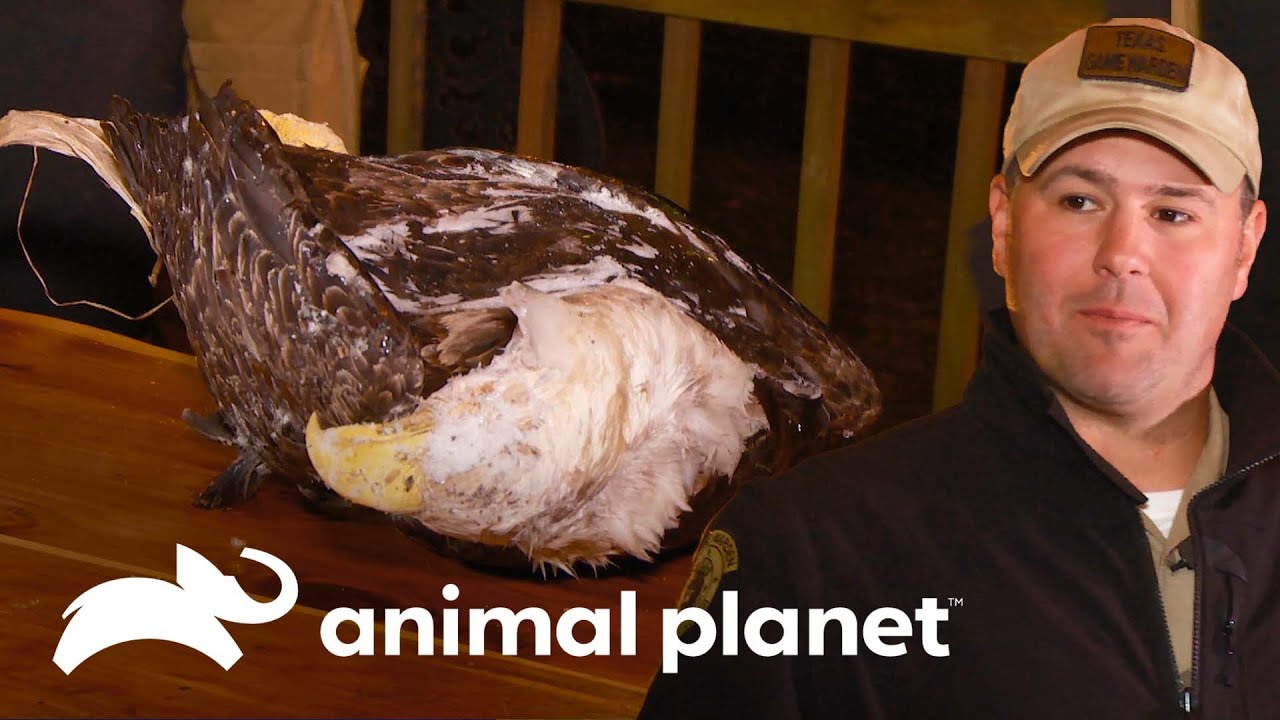 Guardián investiga misterio de águila muerta | Guardianes de Texas | Animal Planet