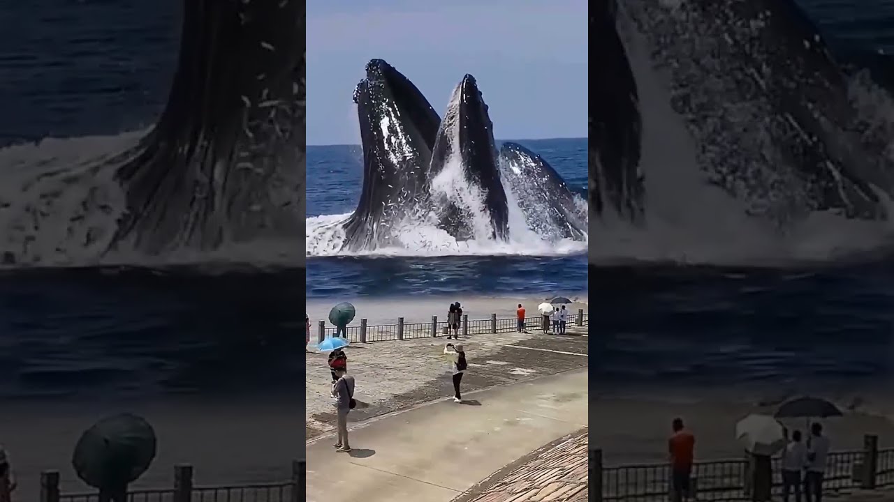 Gentle Giant Whale Catch Fish | Exploding Whale at Beach | Blue Whale - Whale Animal #whale