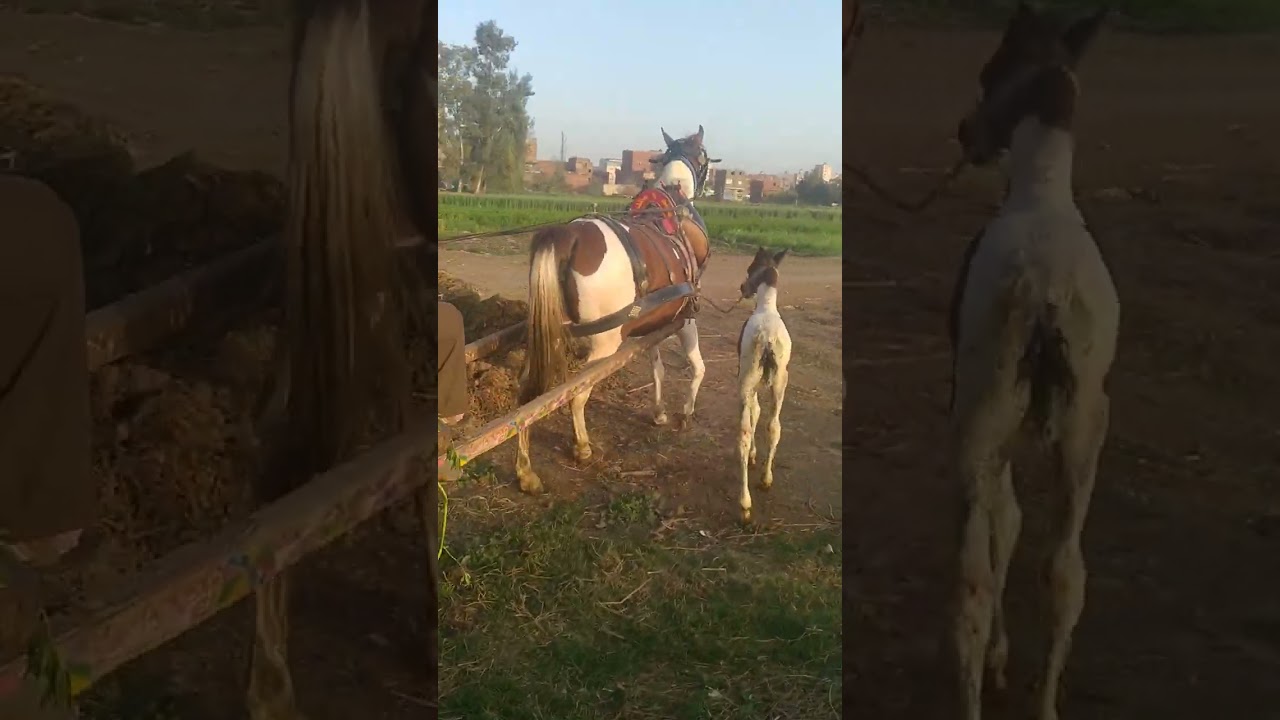 خيل الشيخ محمد رخا المحله الكبرى طريق السريع مدخل المنطقه الصناعيه  تم البيع بفضل الله ربنا يبارك