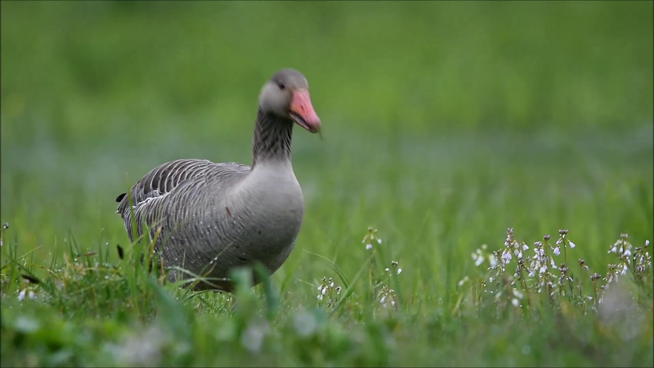 #Gęgawa, #Anser anser, #Greylag goose. #Rozlewiska #rzeki #Bug, #Prostyni. #dzikierzeki-kajaki.pl