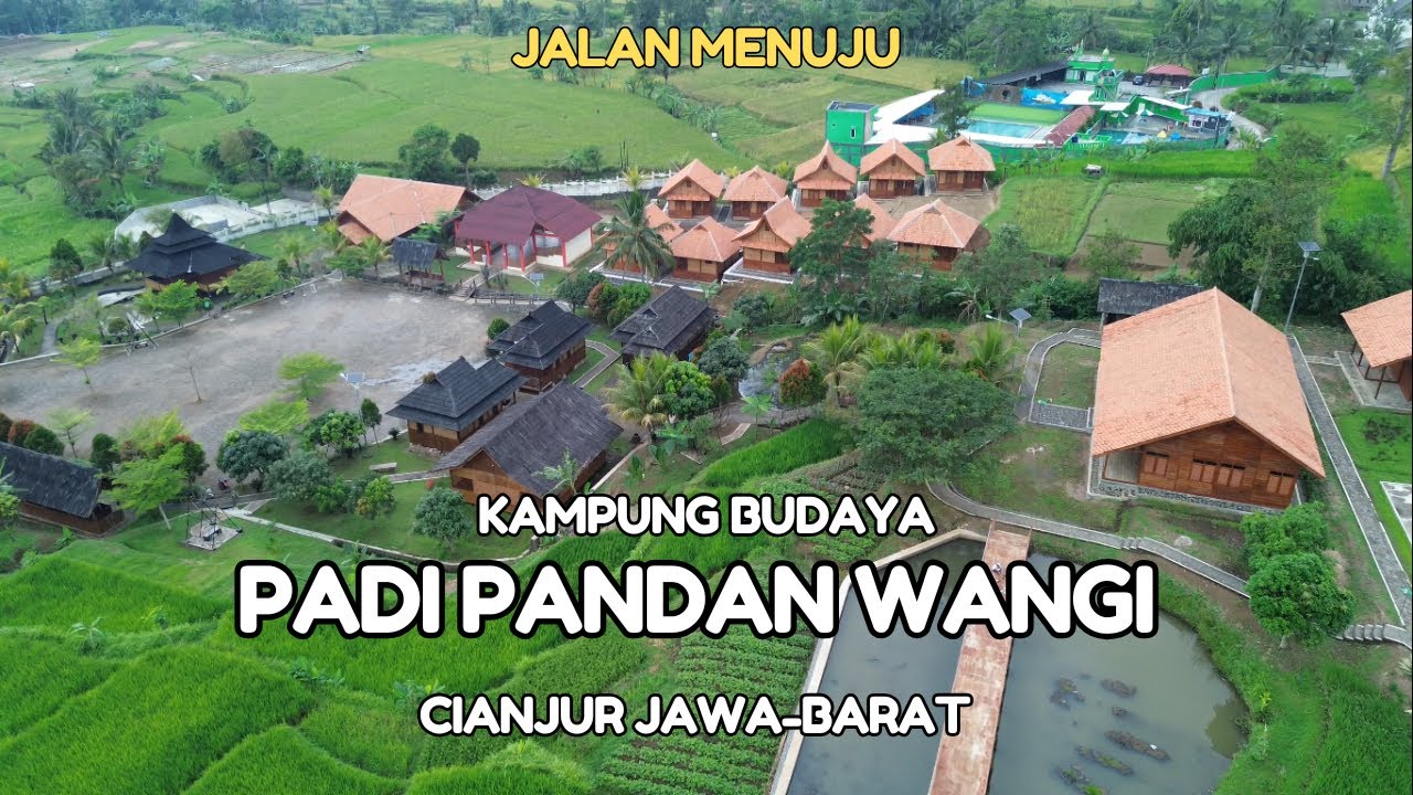 KAMPUNG BUDAYA PADI PANDAN WANGI CIANJUR JAWABARAT 
