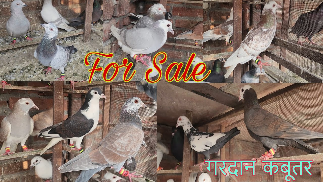 गर्दान लड़ते दौड़ते हुए कबूतर।Gardaan kabootar for sale Amroha.  Faiz bhai 9870713058