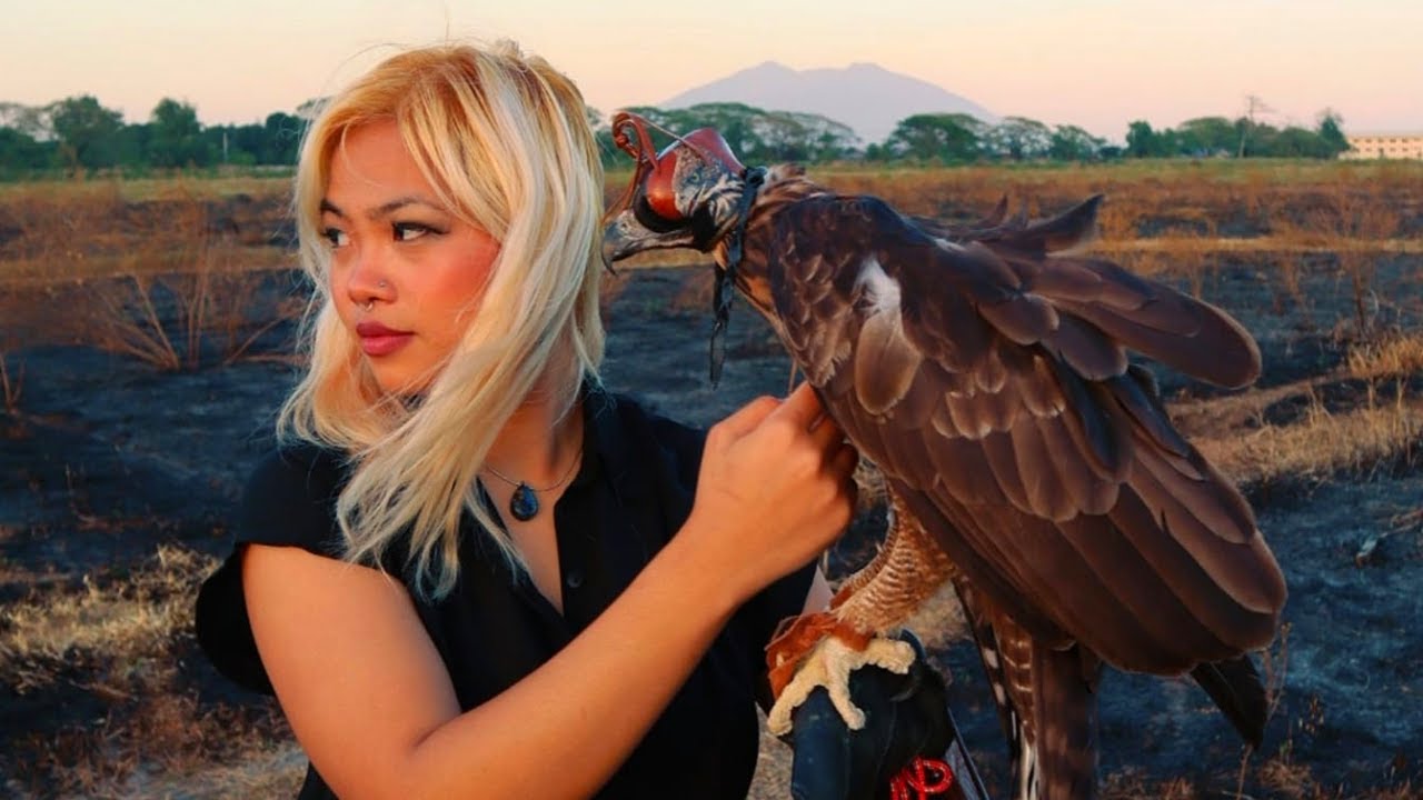 Meeting a Philippine Hawk Eagle