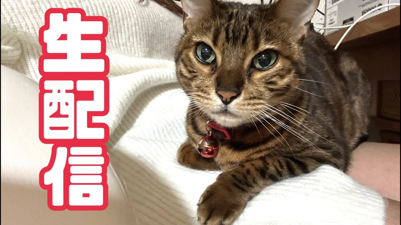 【生配信12/16】寒い12月の夜は猫でも見てほっこりしませんか？生配信