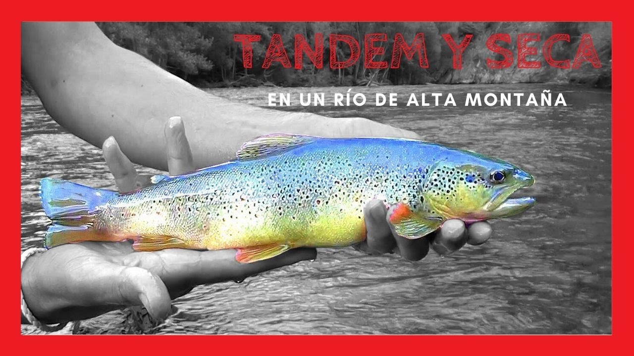 𝐏𝐄𝐒𝐂𝐀 𝐀 𝐌𝐎𝐒𝐂𝐀 ✅ con 【 TANDEM Y MOSCA SECA】
