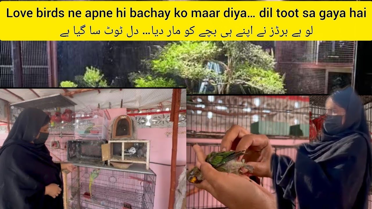 Love birds ne apne hi bachay ko maar diya… dil toot sa gaya hai🥺