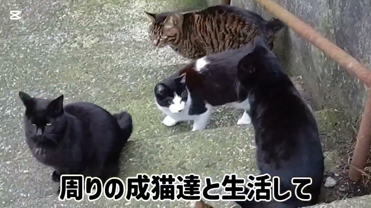 路地裏ニャンズ❲126❳…🌠2954