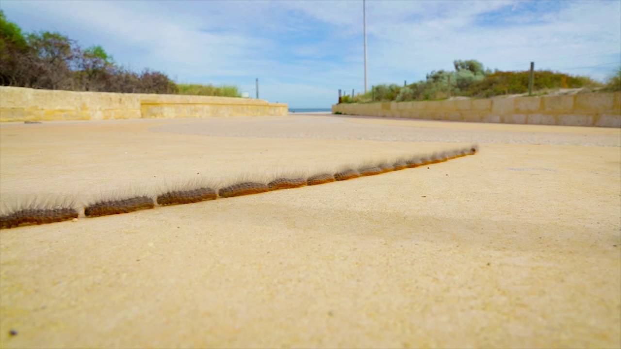 Time lapse captures processionary caterpillars crossing footpath